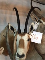 Scimitar Horn Oryx (TX Res Only)