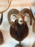 European Mouflon (Texas) SCI 124 5/8