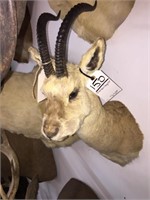 Tibetan Gazelle (China) Rare SCI 34 1/8