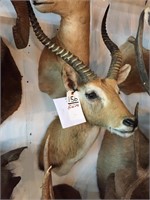 Red Lechwe (TX Res Only)