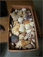 Large assortment seashells
