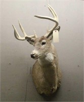 8Pt Whitetail Deer Shoulder Mount, Right Antler Is