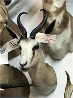 Live Taxidermy Auction