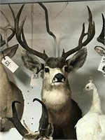 Mule Deer Mount