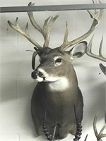 North Eastern Whitetail, Sanctuary Mich 2008