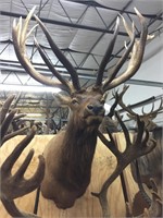 Former #1 Non Typical Texas Elk