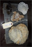 Lot #158 - Qty of fossils, shells and geodes