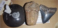 Lot #160 - Shark tooth fossil, Devonian Period