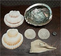 Abalone & Scallop Shells