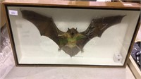 Framed taxidermy bat, The Epauleted bat, wood box