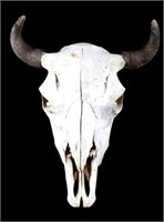 Great American Montana Buffalo Skull