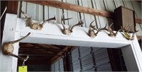 (6) Small whitetail antlers.