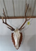 5 x 5 European elk mount on arrowhead oak plaque.