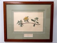 Two framed Botany Bay Australia facsimile prints