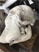 Elephant Skull (TX Res Only)