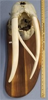 An impressive, unusual 3 tusk headmount, female