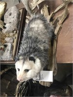 Hanging Opossum