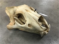 African Lion Skull (TX Res Only)