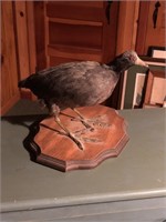 Mounted American Coot