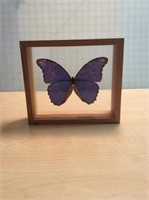 Morphodidius/ S. America Butterfly in Wooden