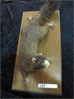 WALL MOUNT SQUIRREL
