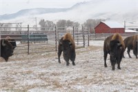 Turner Ranches Prairie Performance Bison Auction