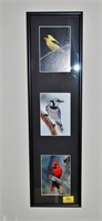 Framed 3 Photographs of Birds