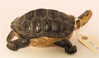 Lot #62 Maryland Diamond Back Terrapin turtle