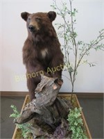 Black Bear Full Mount on Display