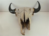Buffalo? Skull Horns - Large