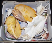Collection of seashells