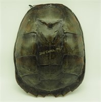 Rare Genuine Green Sea Turtle Shell 12"