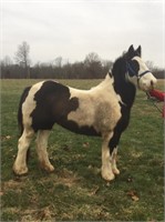 14 yr old reg Gypsy Vanner mare