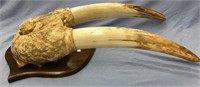 Fabulous fossilized ivory walrus head mount, tusks