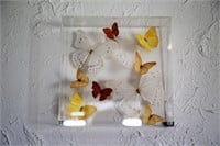 Mounted & Framed Butterflies