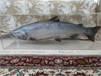 Taxidermy Fish