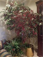Large Ficus tree with smaller tree and 2 planted