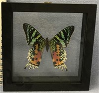 A large beautiful butterfly, in a shadow display b