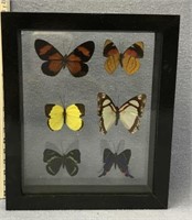 Beautiful shadow box of 6 real butterflies, approx