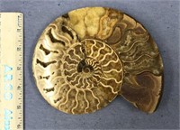 Large ammonite fossil, approx. 7" diameter     (11