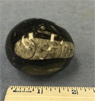 An egg shaped stone with embedded orthoceras fossi