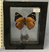 Small shadow box displaying 2 real butterflies, ap