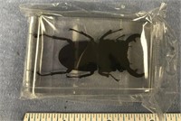 A large beetle encased in Lucite, good paper weigh