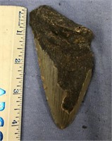 Giant megalodon sharks tooth, approx. 4 1/2"  long