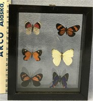 Beautiful shadow box of 6 real butterflies, approx