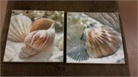 Seashell Wall Decor (2)