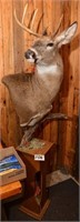 NON TYPICAL FLOOR BUCK MOUNT - AWESOME!!!!