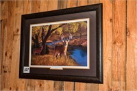 WHITETAIL DEER PICTURE
