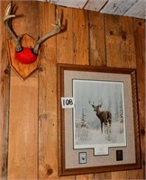 WHITETAIL STAMP PICTURE & SMALL DEER RACK