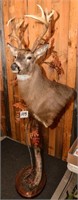 NON TYPICAL FLOOR BUCK MOUNT - AWESOME!!!!